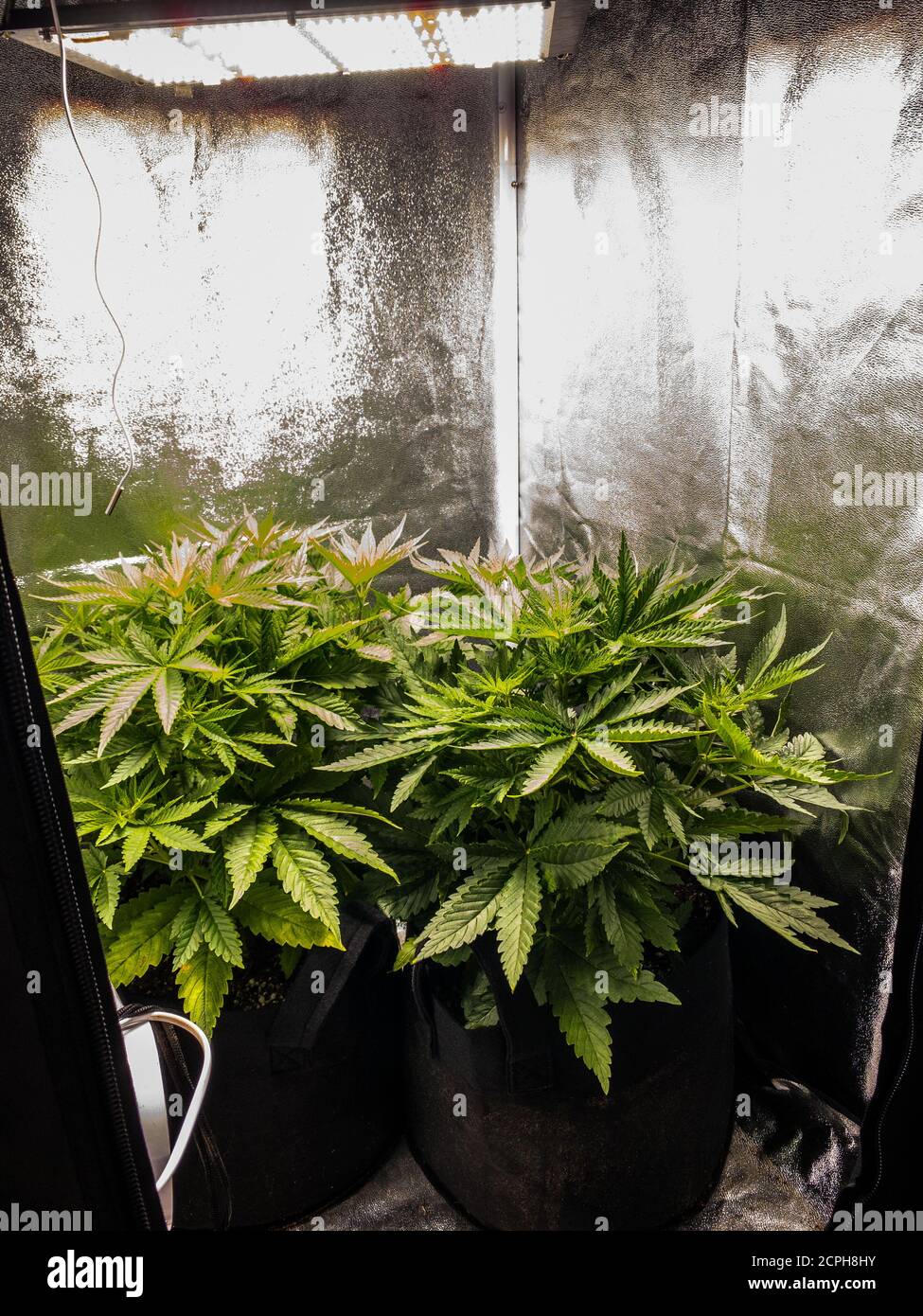 Cannabis medico piante in fase di fioritura in una tenda di crescita sotto LED ringhianti. Foto Stock