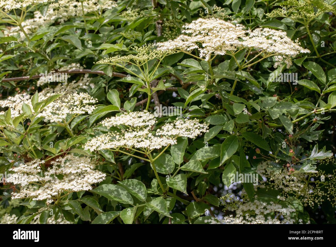 Anziano (Sambucus nigra). Grappoli multipli di teste piatte di boccioli numerosi e fiori bianco crema. Foglie di composto di cinque a foglia di severn Foto Stock