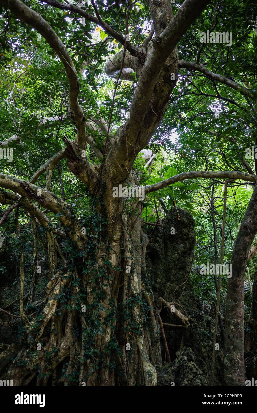 Albero nella Kenting National Forest Recreation Area Foto Stock