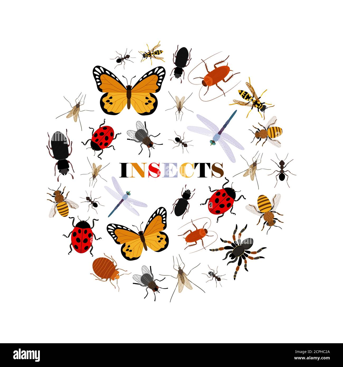 Insetti piatti icone vettoriali in forma rotonda isolate su sfondo bianco. Illustrazione di insetto bug, ape e farfalla Illustrazione Vettoriale