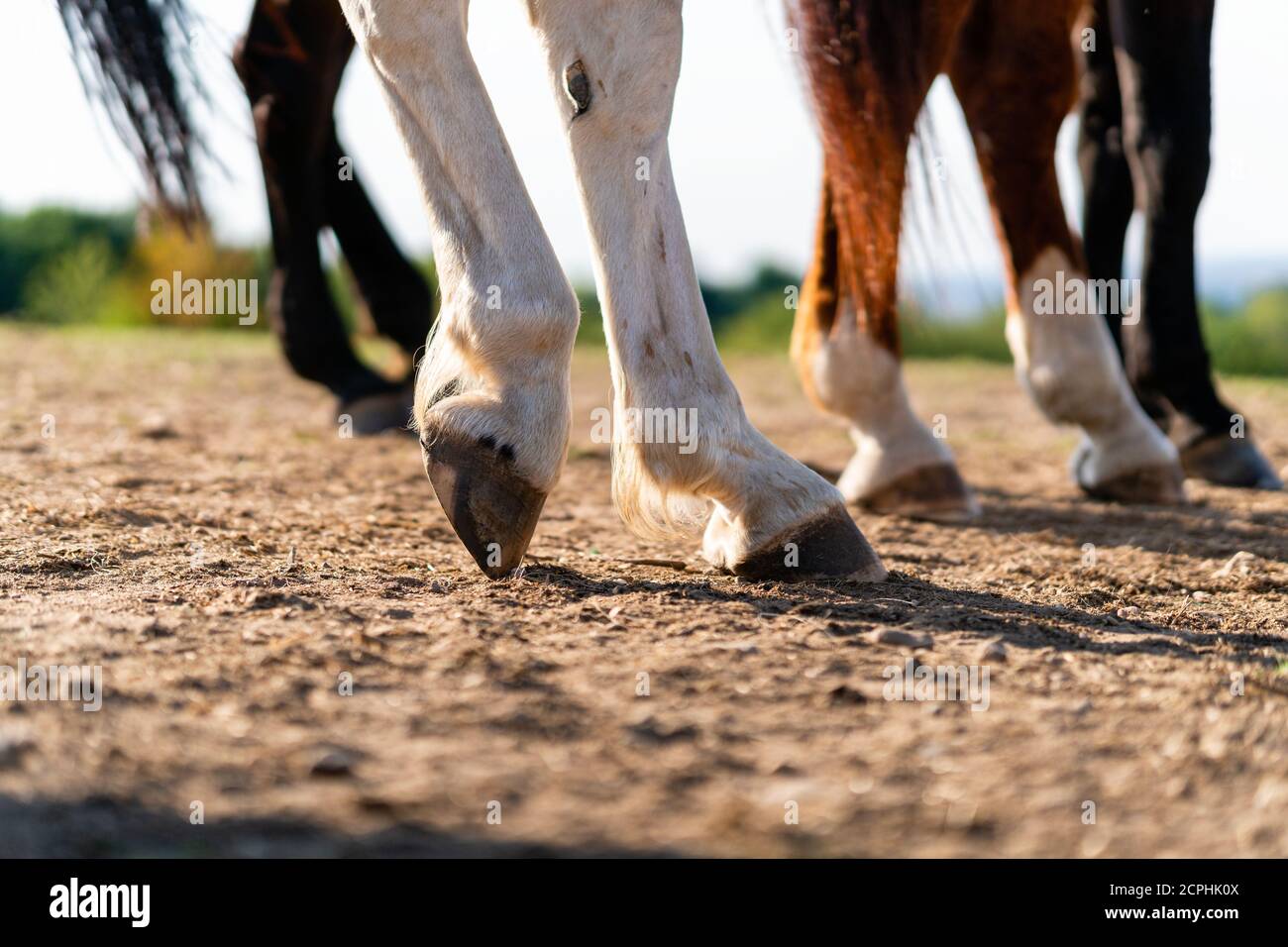 Primo piano di cosce e zoccoli di un cavallo in posizione di riposo su un pascolo di cavalli (paddock) al tramonto. Posizione tipica delle gambe per i cavalli. Foto Stock