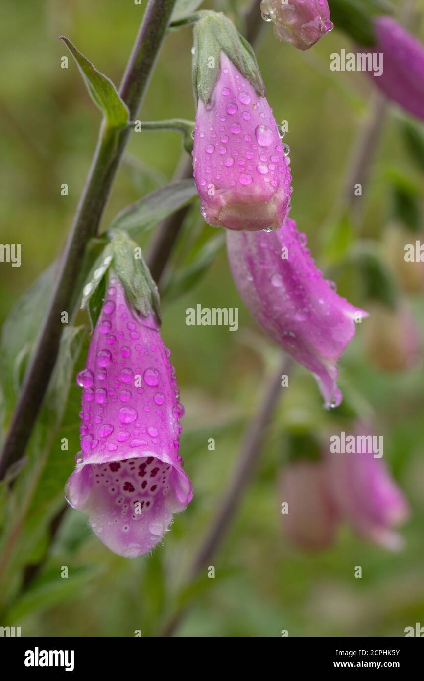 Guanto di protezione (Digitalis purpurea). Singolo, verticale, gambo, testa di tre fiori a forma di tromba, dopo una caduta di pioggia. Gocce di pioggia sulla superficie dei fiori. SP Foto Stock