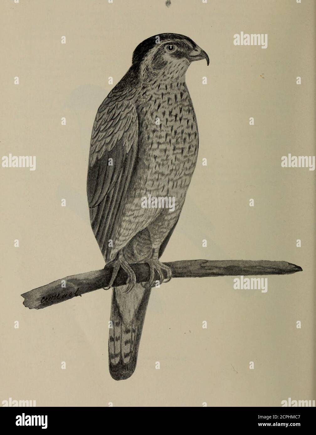 . Gli uccelli dell'Ontario in relazione all'agricoltura. GoshawkAccipiter atricapilhis Falco a zampa ruvida Archihuteo lagopns sancti-johannis Foto Stock