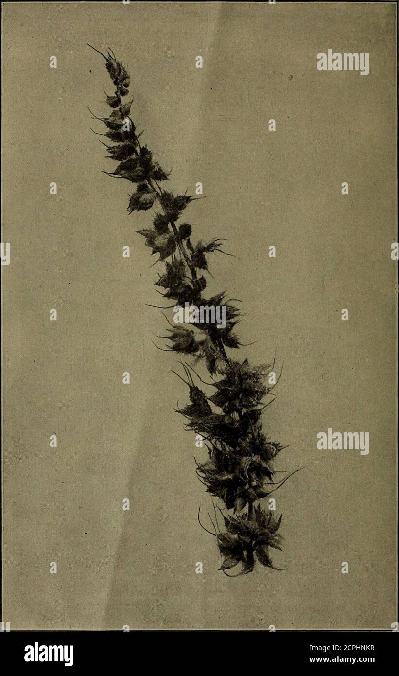 . L'allevatore del gioco . Fig- 9-- tuberi di ceci selvaggi e Stati Uniti, non c'è dubbio che esso può essere coltivato ovunque tranne nelle parti superiori della regione delle Montagne Rocciose. Si dice che faccia abbastanza bene all'altitudine di Denver. Chufas può essere ottenuto da mostseedsmen e sono così economici che willpay sportivi per acquistare nuovo stock ogni anno, se le piantagioni precedenti mostrano la de-generazione in dimensione dei tuberi e quindi la riduzione di valore come cibo d'anatra. Coltivato chufas. (Dimensione naturale ) quando possibile la terra dove piantare deve essere spezzata e liberata dalle erbacce. Pianta i tuberi Foto Stock