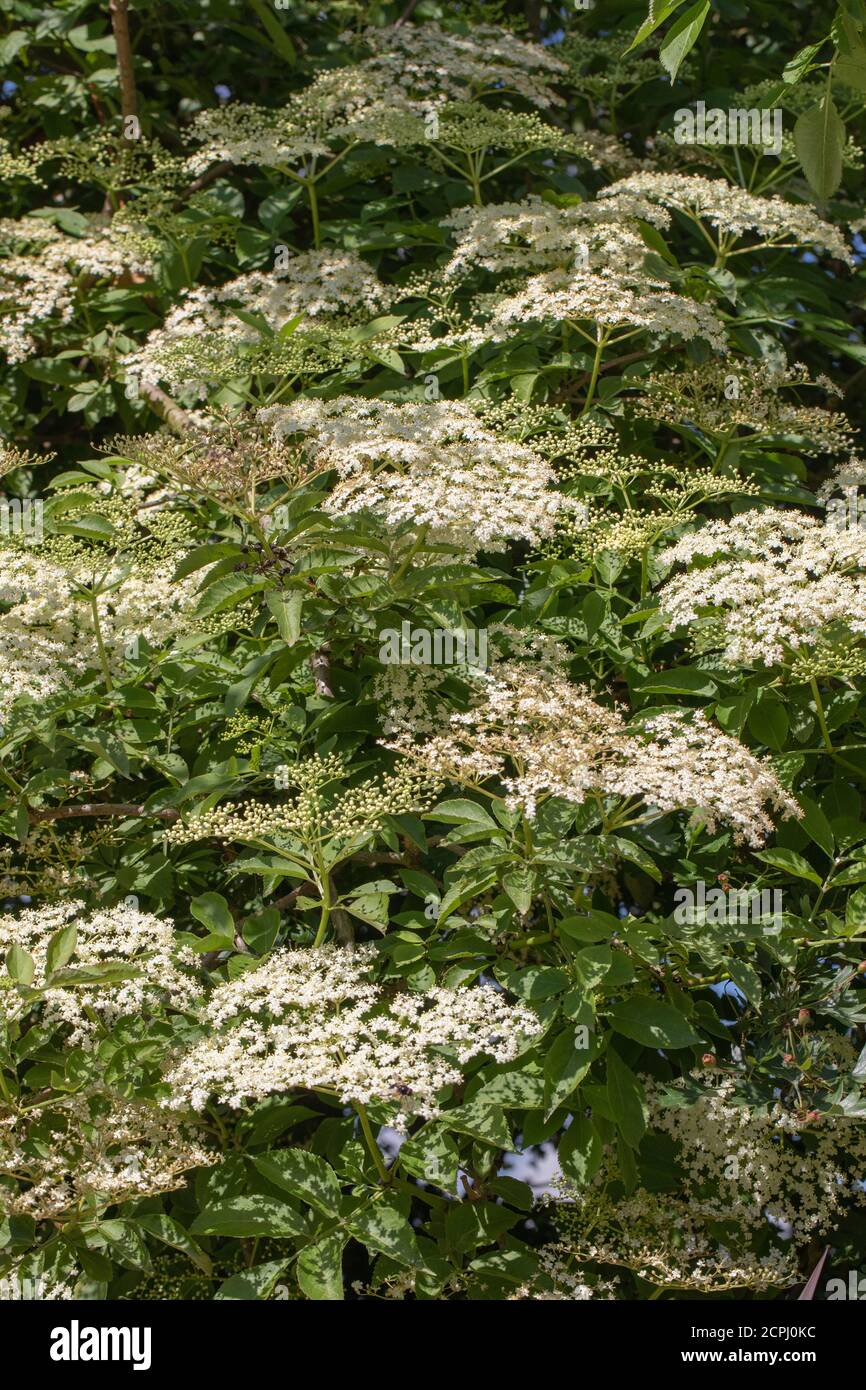 Anziano (Sambucus nigra). Grappoli multipli di teste piatte di boccioli numerosi e fiori bianco crema. Foglie di composto di cinque a foglia di severn Foto Stock