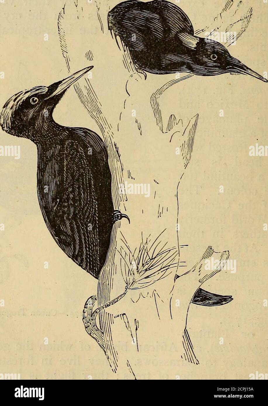 . Rettili e uccelli. Un resoconto popolare dei vari ordini; con una descrizione delle abitudini e dell'economia dei più interessanti. . Fig. 175.-Trogon cubano. Picchetti. Gli uccelli che compongono questa famiglia sono caratterizzati da un becco raherlong, conico, appuntito, e da una lingua molto estensibile. Teyform due generi. Picchetti di legno e colli di vitto. I picchetti eccellono nell'arte dell'arrampicata, ma non lo fanno nello stesso modo dei pappagalli. Compiono il loro D 4S0 /RETTILI E UCCELLI, ascensione estendendo le loro dita dei piedi, forniti di artigli piegati, sul tronco di un albero, e li mantengono Foto Stock