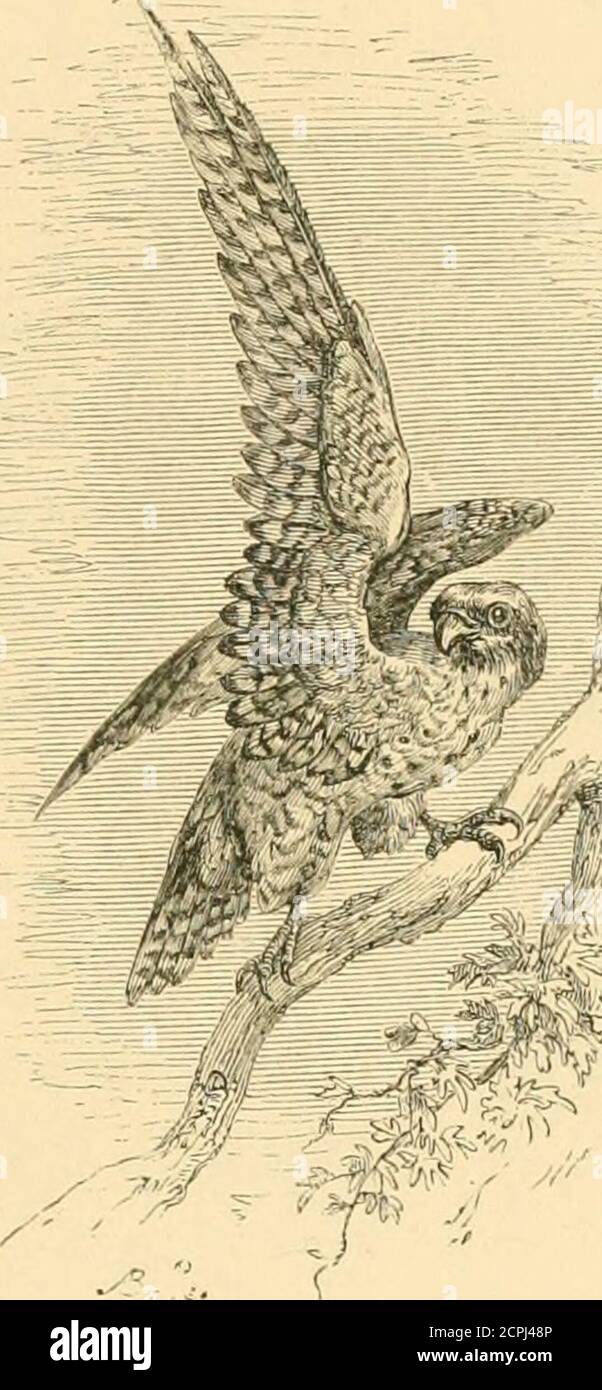. L'uccello . per uccidere la sua preda ad un colpo, andscorns per torturarlo. Questi uccelli di preda, con il loro piccolo cervello, offro un impressionante contro-trast alle numerose specie amabili e palesemente intelligenti che troviamo tra gli uccelli più piccoli. La testa del primo è solo abeak; quella del secondo ha un volto. Che paragone può essere madetra questi giganti bruti e l'intelligente, tutto-umano uccello, therobin rosso, che in questo momento si guarda su di me, percheson la mia spalla o la mia carta, esamina la mia scrittura, si riscalda a UCCELLI DI PREDA. 159 il fuoco, o curiosamente si accerchiano attraverso la finestra a s Foto Stock