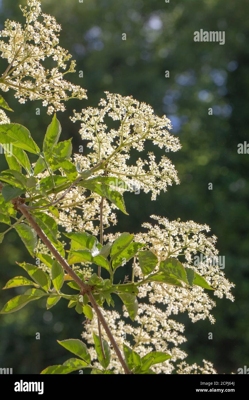 Anziano (Sambucus nigra). Grappoli multipli di teste piatte di boccioli numerosi e fiori bianco crema. Vista da dietro e guardando verso l'alto. Comp. Con stocchi Foto Stock