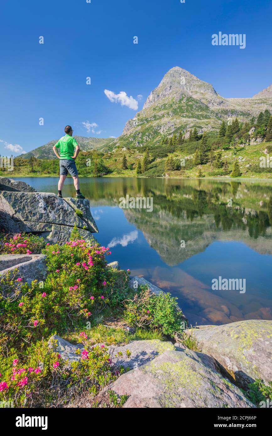 Laghi Colbricon in estate con rododendro fioritura e montagna riflessa sull'acqua, un escursionista in piedi su una roccia, Lagorai, Trentino, Italia, UE Foto Stock