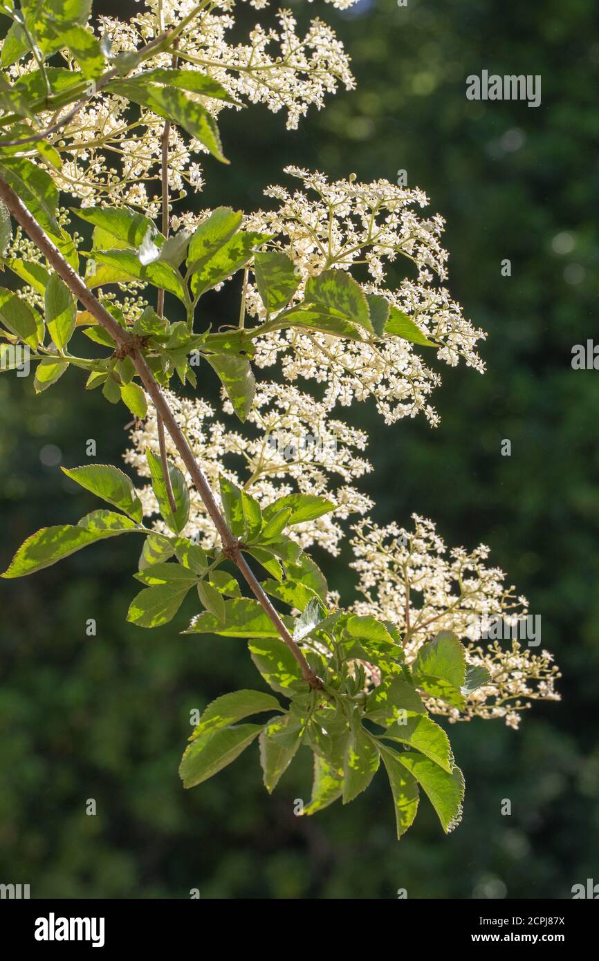 Anziano (Sambucus nigra). Più grappoli di teste piatte di numerosi fiori bianchi crema. Foglie di composto di cinque a foglie di severn. Vie Foto Stock
