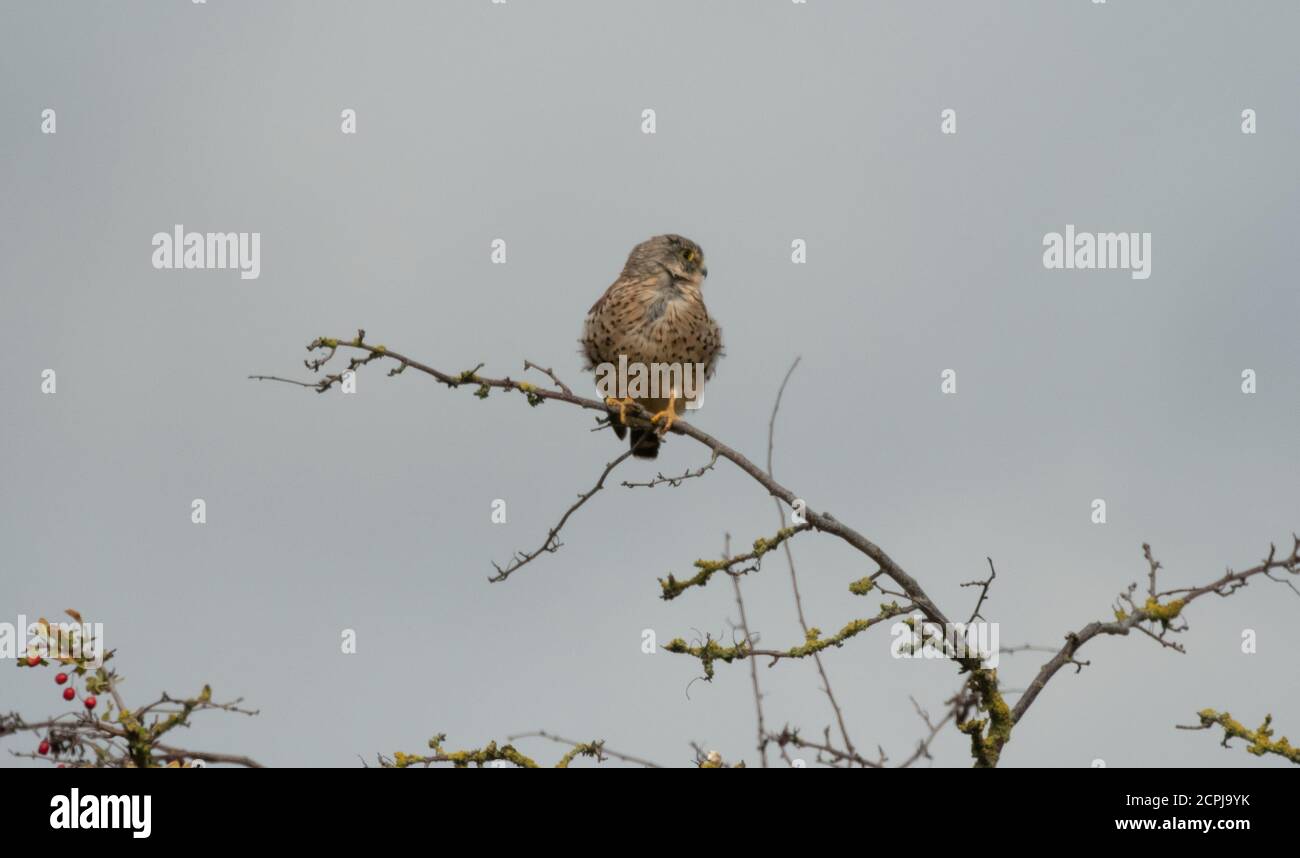 Kestrel a riposo Foto Stock