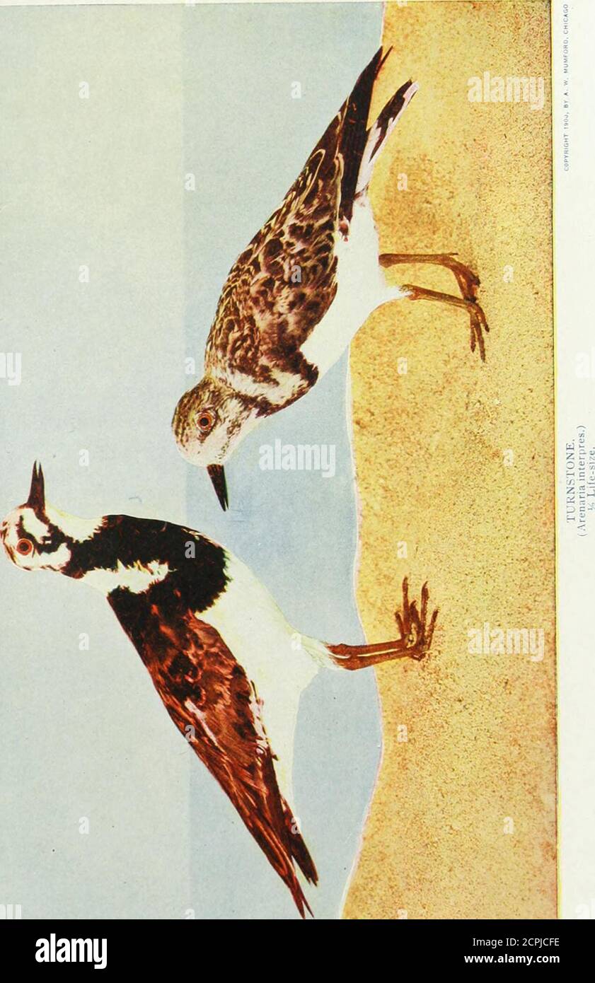 . www.flickr.com/photos/internetarchivebookimages/tags/book... .  J = UCCELLI DI TERRA 151 uccello, uccello perlato, Snipe di piedi di cavallo, Sand-runner, calico-indietro, Chicaric e pulcini. I due nomi lat-ter fanno riferimento alle sue note raspatrici, calico-back al piumaggio variegato delle parti superiori. In estate gli adulti sono stranamente pied in alto con nero, bianco, marrone e castagno-rosso, ma il rosso è totalmente desiderio-ing in inverno. Si differenziano dai veri amanti della punta hind sviluppata thewell e delle artigli forti, ma chieflyin i piedi più robusti, senza la traccia di rete tra le dita dei piedi. Le uova sono greeni Foto Stock