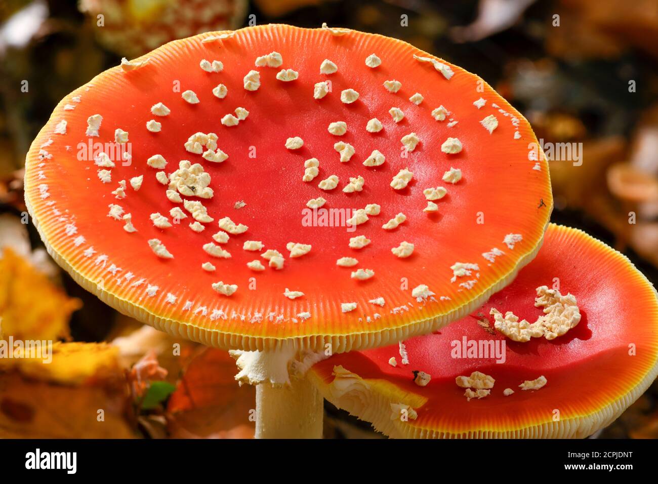 Toadstool (Amanita muscaria), sgabello rosso, funghi velenosi. Foto Stock