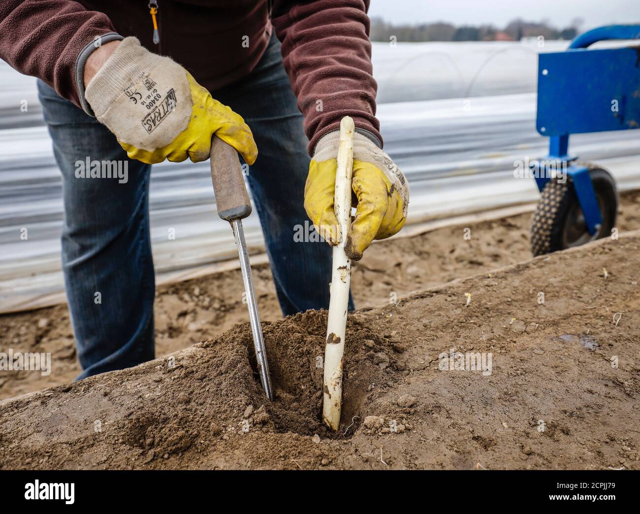 I lavoratori stagionali polacchi lavorano durante la raccolta degli asparagi su un campo di asparagi dello Spargelhof Schulte-Scherlebeck, Herten, Ruhr, Nord Foto Stock