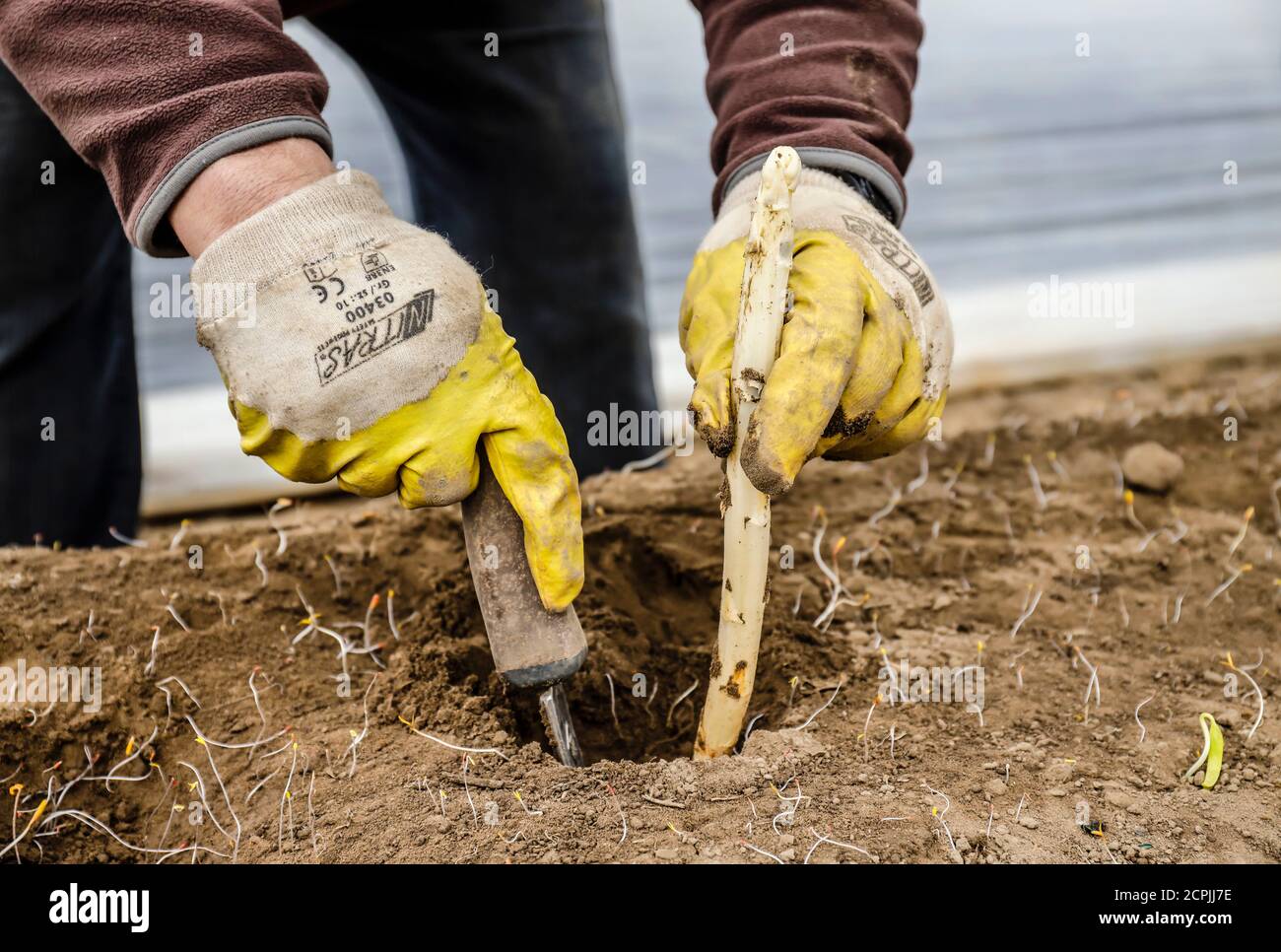 I lavoratori stagionali polacchi lavorano durante la raccolta degli asparagi su un campo di asparagi dello Spargelhof Schulte-Scherlebeck, Herten, Ruhr, Nord Foto Stock