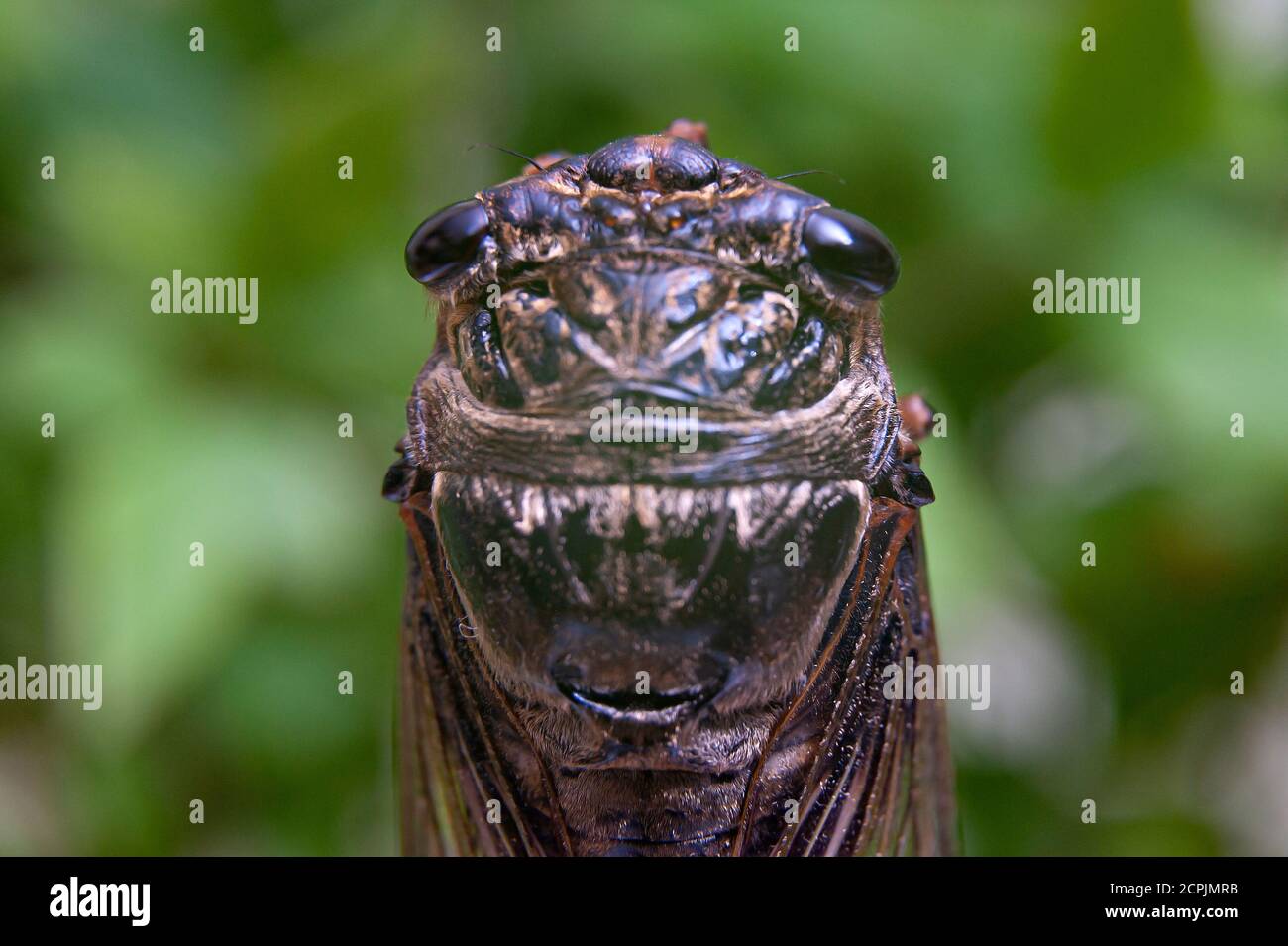 Graptopsaltria nigrofuscata (cicada giapponese), la grande cicada bruna, chiamata aburazemi in giapponese. Primo piano della testa. Isolato su sfondo verde. Foto Stock