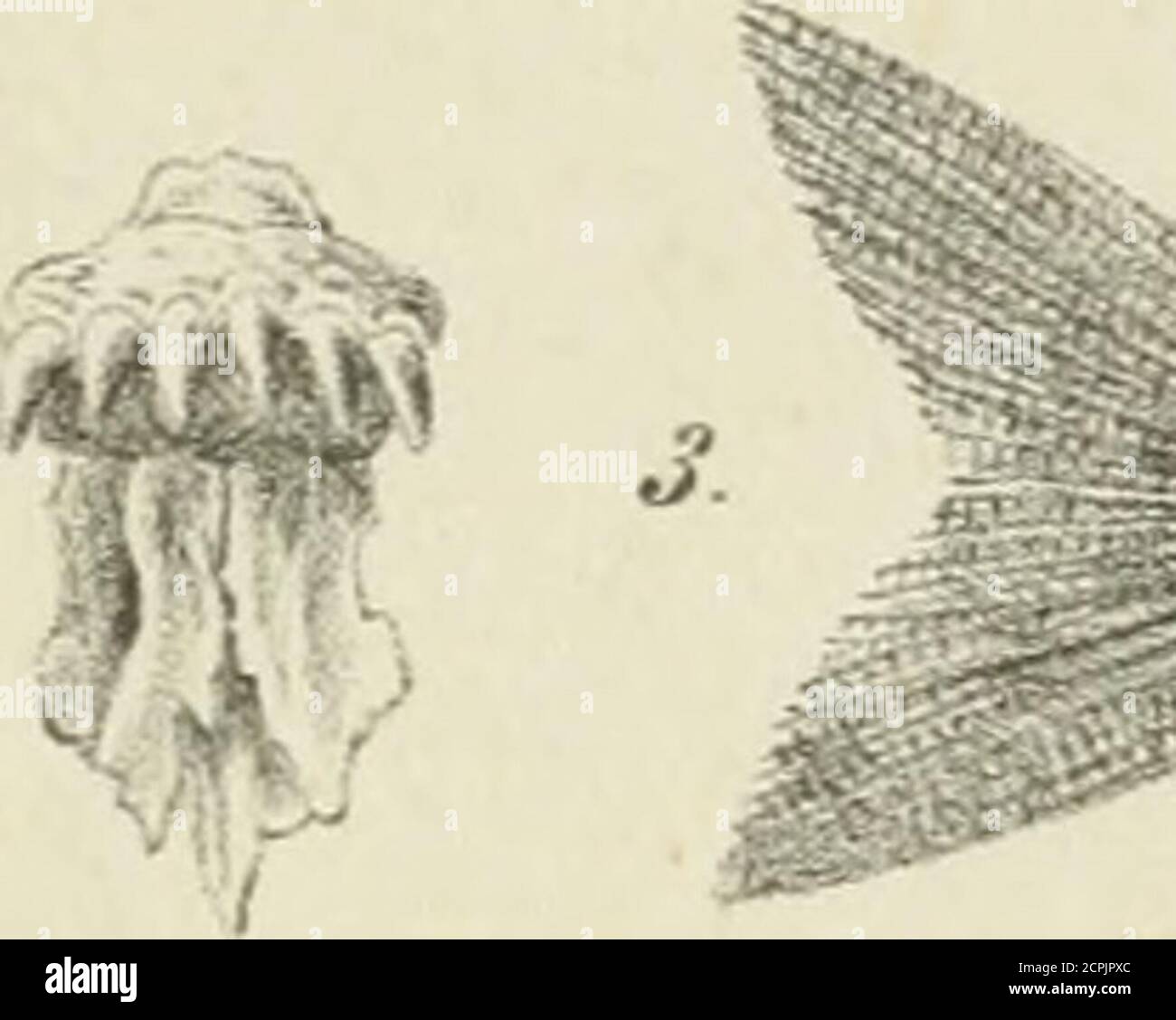 . Allgemeine Encyklopädie der gesammten Forst- und Jagdwissenschaften. Unter Mitwirkung der bedeutendsten Fachautoritäten . Foto Stock