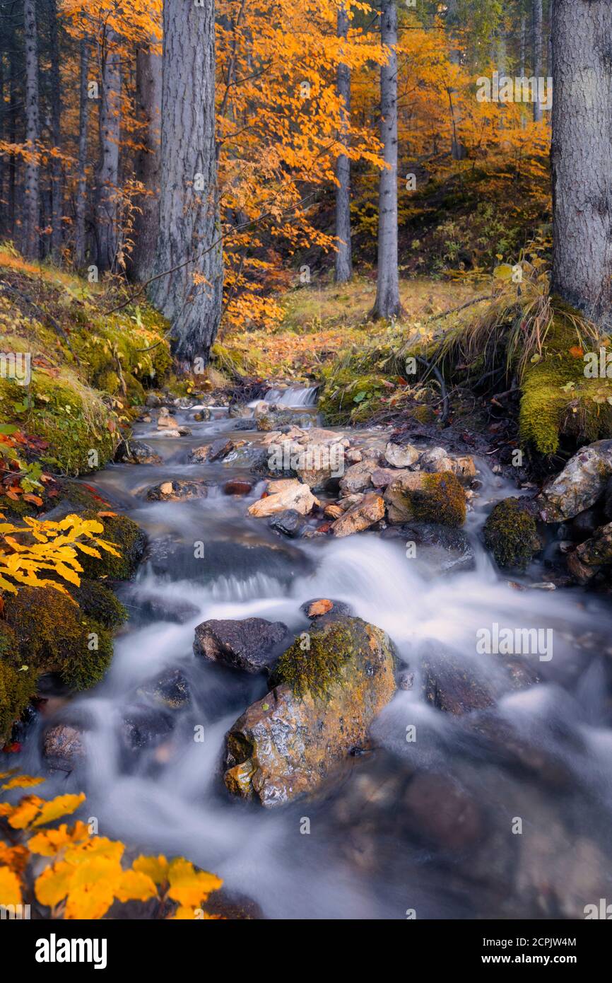 torrente alpino nel bosco, acqua che scorre nel sottobosco con alberi color autunno, passo duran, dolomiti, belluno, veneto, italia Foto Stock