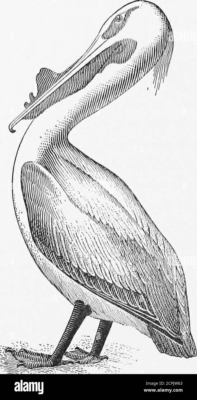 . Gli uccelli che ci riguardano . un argomento che ha ricevuto seria attenzione da b^jdies legislativi. Ci è segnato su una vecchia mappa di New Jersey astream che scorre nel fiume Delaware che nella lingua indiana era conosciuto come Mechen-tsiholens sippu, o Big-bird Creek, E un osso di un pellicano trovato inan cenere-buca sulla riva di quel flusso ha sempre ledme pensare che questo era l'uccello a cui theyranded, anche se non lontano dal vecchio Indianvillage era un posto nel fiume che non si congela mai, anddove cigni si aggregano. Quando, mi chiedo, vastl'ultimo pellicano visto sul Delaware, più di onehundre Foto Stock