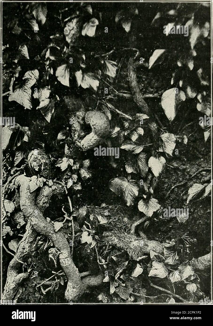 . Nidi di uccelli britannici; come, dove, e quando trovarli e identificarli. Rassomigliano molto a quelli del Redstart, ma sono segnati a coccionallymarchiati con alcuni punti rossastra-bruno, si dice; tuttavia, non ho mai visto alcun così marcato. Sizewabout 75 da 55 pollici Ora: Maggio e giugno. BemarlxS. – migratori; arrivo in aprile e partenza in settembre o ottobre. Note molto simpatiche del Redstart. Nomi locali e altri :Goldfinch. Un sitter vicino: T potrebbe avere spesso l'uccello di cui ho appena accennato il nido. FLYCATCHER, MACCHIATO. Descrizione degli uccelli del genitore.-lunghezza circa sei pollici. Bolletta di media lunghezza Foto Stock