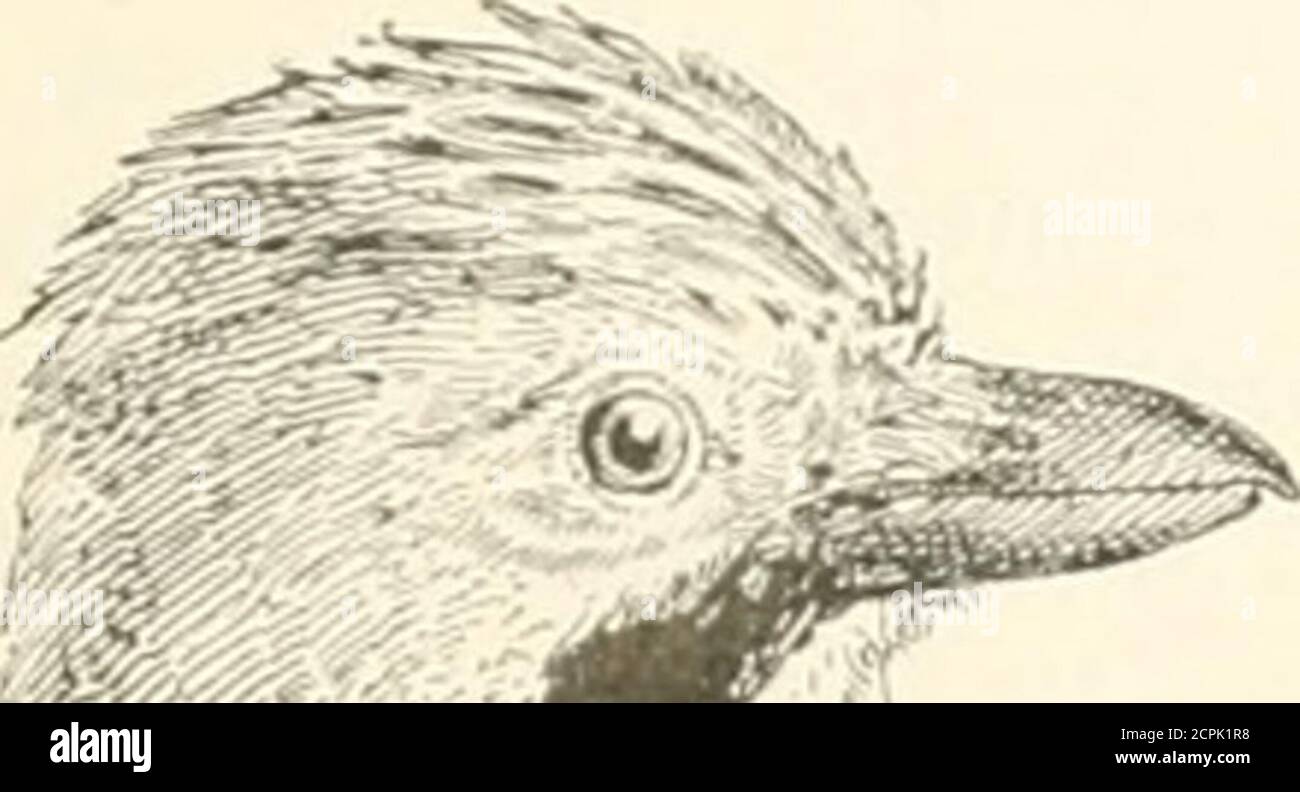 . Atlante ornitologico : uccelli europei : con notizie d'indole generali e particolari . o•J? E « ss o» =09 o 73 o» ce ed a.§2 COO . i£ -e ce) !h w OS .S *o ■&lt; T3 o* rt ^ SIE? O) CD e SO .co o* oe3 o ci l.wil. ORNITOLIGI! 0 321 metà del vessillo esterno, questo colore è disponibile a fascie gli interno delle quali sono castagne collassice nero; coda nero-grigiastra verso la base e con barre distinte grigie ili cobalto ad.). TINTE eguali, ma meno vivaci (giov.). Lunghezza totale 0,ra350; becco 0,m028; ala 0, 190; coda 0, L60; tarso 0,m045. Questa specie di varia è un'azienda di dimensioni Foto Stock
