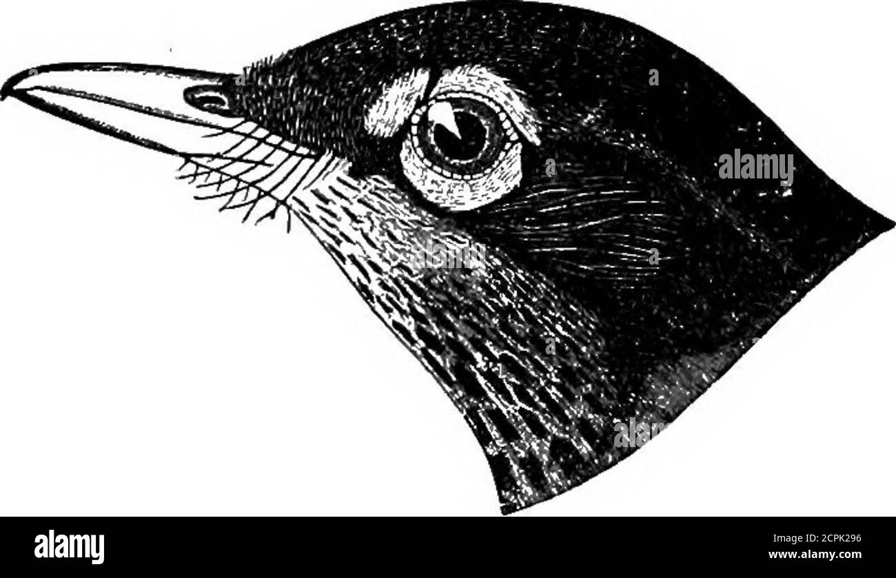 . Uccelli del Michigan . g specked con varie sfumature di marrone; questo uccello è un cantante dolce e quasi continuo. Il Dott. M. Gibbs fornisce un'eccellente descrizione di questo uccello e della sua nidificazione e migrazione in O. e O., Vol. X, 1885, pag. 26. 330-7591&gt;-(10). Turdus aonalaschkse pallasii (cabina). * Hermit Thrush; Cathe-dral Bird; Rufus-Tailed Thrush; Ground Swamp Robin; Swamp Angel.April e May to Oct.; Monroe County, comune, transitorio (Jerome Trombley); si verifica a Mackinac Island (S. E. Bianco); Penisola superiore (H. Nehrling); com-mon a Iron Mountain (E.. E. Brewster); razze a nord; nidi prelevati a Montc Foto Stock