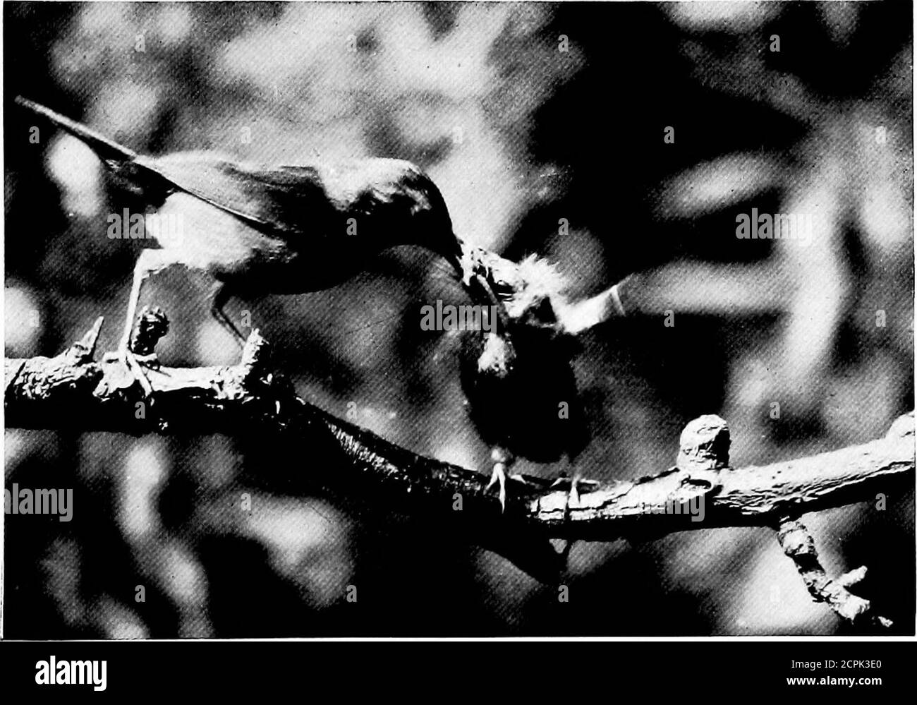 . Lo sport dello studio degli uccelli; un libro per giovani o persone attive . Giallo Warbler che alimenta giovane nel nido. Il maschio che attorcchia una mosca in una bocca ampiamente aperta (p. 224).. Northern Yellow-gola. Depositare il titbit (p. 229). Piatti DI GEMME IN PIUMA. Il giorno dopo il sole era luminoso, ma potevo notfind i giovani, anche se erano vicini, come l'ansia dei genitori proclamava. Un anno dopo, sul bordo di un thicket da un brookfluendo attraverso un campo, un paio di questi uccelli mi coldedat, apparendo ora e poi con un verme per il giovane. Mi nascose e guardai e mi sono reso conto che c'erano giovani in erba. Foto Stock