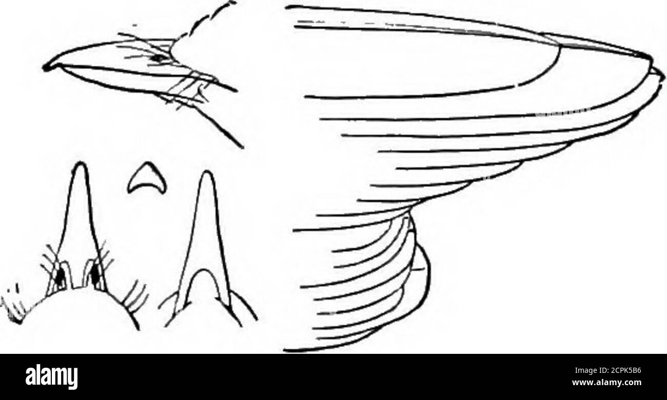 . Uccelli del Michigan . Vireo con occhi rossi, dimensioni naturali. 108 AGRICULTURAL COLLEGE OF MICHIGAN. 264-624-(170). Vireo olivaceus (Linn.). * Vireo dagli occhi rossi; GreenletOne dei nostri uccelli più comuni; in tutto lo stato; parchi frequentati e terreni di bosco; da aprile a settembre; incluso nella lista dei Cabots degli uccelli del Lago superiore; Isola di Macki-nac (S. E. White); E.E.Brewster trova questa specie molto comune a IronMountain; Keweenaw Point (Kneeland); razze; spesso a doppia spolverata; nidi a Juneon i rami orizzontali di alberi, di solito in boschi, occasionalmente in frutteti; thenest è molto bello; nidi Foto Stock