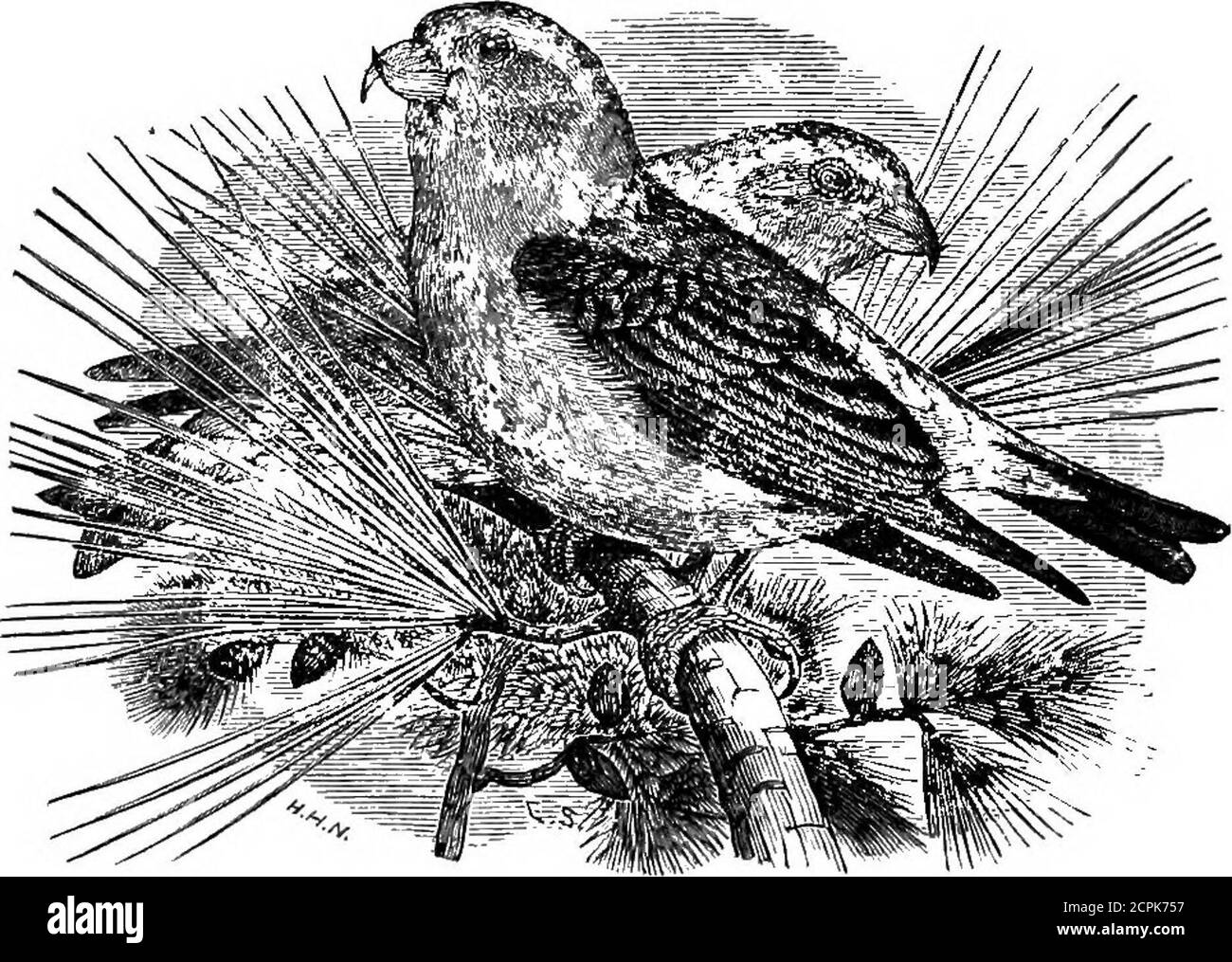. Uccelli del Michigan . Pizzico viola, maschio, ridotto. 217-517-(194). Carpodacus perpurens (OMEL). *pu„ple Finch. Piuttosto comune; in tutto lo stato; greggi; di solito un migrante; occasionale in estate; solo un migrante ad Ann Arbor (Dr. J. B. Steere); F. L. Washburn reporteda Flock ad Ann Arbor maggio 24 (l'Auk. Vol. Vi, pag. 279); non nota a Kalamazoo in estate (Dr GIBBS); contee di Hillsdale e Lenawee (A. H. Boies); non alleva a Plymouth (J. B. Purdy); raro nella contea di Wayne (B. W. Swales); abbondantemente all'isola di Mackinac (S. E. White); Keweenaw Point (Kneeland); Raat Iron Mountain (E. E. Foto Stock