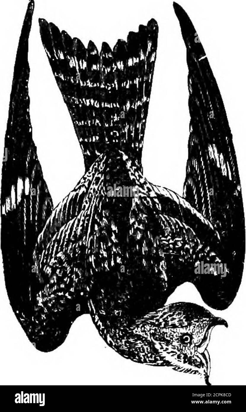 . Uccelli del Michigan . Frusta-povera-volontà, ridotta. 78 A GRICOT/FBRAL. COLLEGE OP MICHIGAN. 185-417-(397). Antrostomns vociferns (Wils.). *Whip-pook-wiix. Comune; in tutta la penisola inferiore; aprile a settembre; E. Brewster reportsit comune a Iron Mountain; Keweenaw Point (Kneeland); comune a TraverseCity, dove si alleva (L. Watkins); riportato da Benzie e Presque IsleCounties e da Mackinac Island; razze; nidi nel mese di giugno, a terra, in liuthollows o su foglie; uova due, bianco grigiastro, macchiato con varie sfumature di lilla; è ben noto per la sua nota di notte, che gli dà il suo Foto Stock