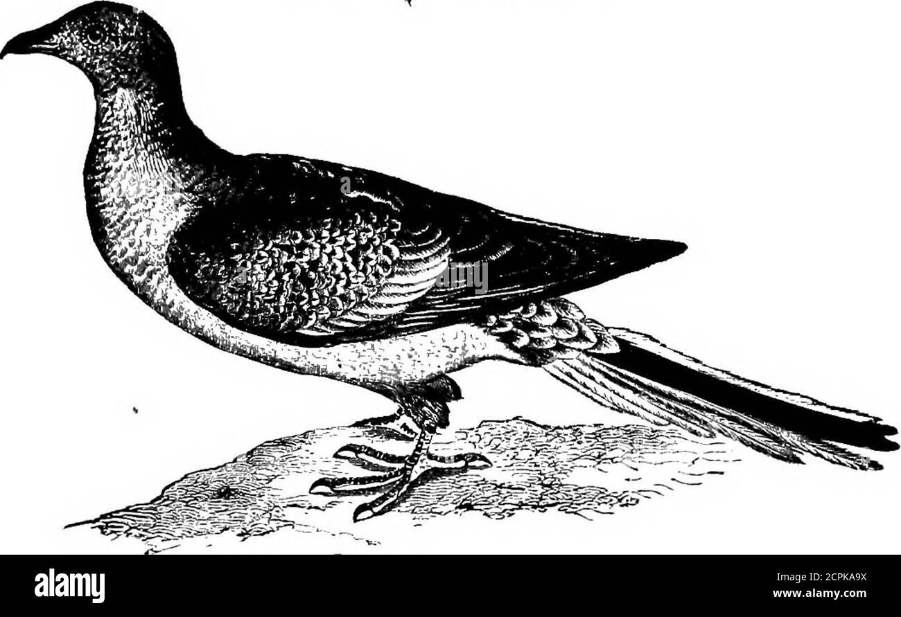 . Uccelli del Michigan. Passando attraverso Houghton Lake * (Dr M. L. Leach); tutte le stagioni dell'anno; razze; nidi in maggio, sul terreno; uova da nove a dodici, occasionalmente altrettanti asdiciotto, bianco cremoso, macchiato di marrone; uova bianco cremoso spotted spessly con piccoli puntini di bruno arrugginito e di umber (H. Nehrling); eccellente per tabella; JeromeTrombley riferisce un uccello vecchio, con covata, nella contea di Monroe, in 1888; J. B. Purdy scrivesse che i giovani sono stati presi in Wayne in 1888 e uova nella contea di Kent in 1891. E' un fatto interessante che questa specie sia omessa nell'eccellente elenco del compianto Dr. A.Sag Foto Stock