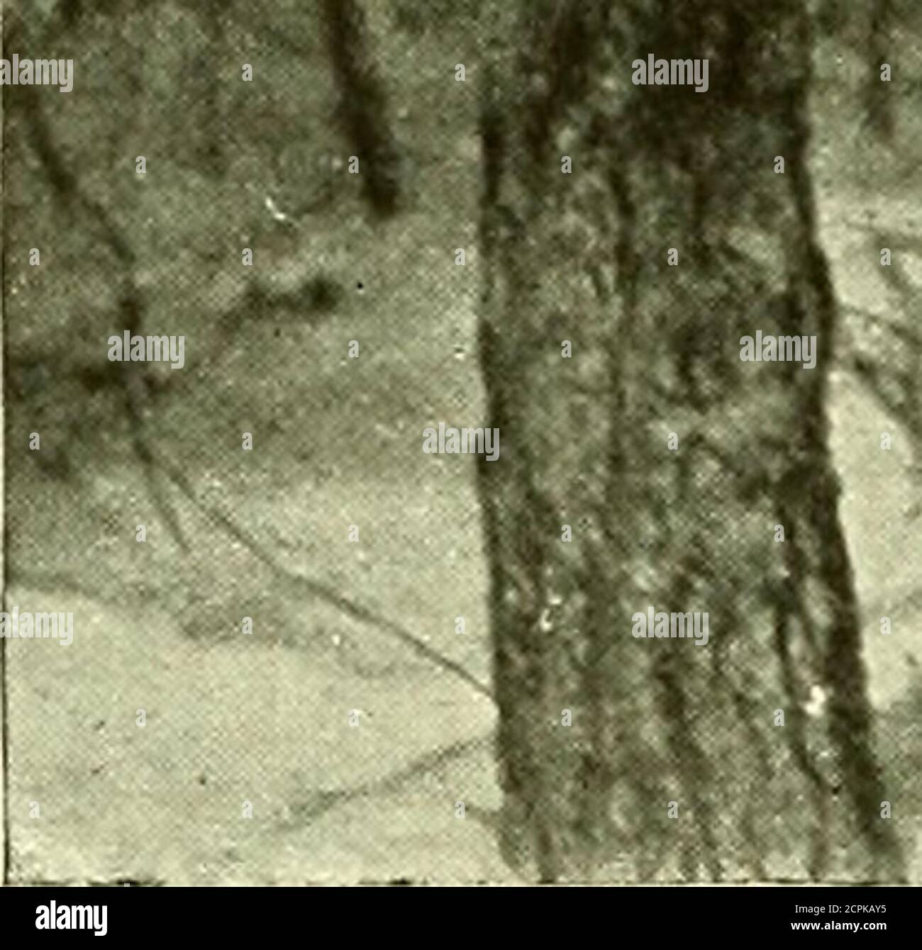 . Uccello lore . me fre-quently, guardando molto piccolo e miserabile 374 Bird-Lore nel suo piumaggio bagnato d'acqua. Ho dato insetti di himany che potrei trovare, ma penso che itmust sia stato impossibile per lui a findfood per tanti piccoli in quel freddo, tempo bagnato. Questo è stato probabilmente quando la maggior parte dei giovani sono morti. Sono rimasti tutti nel quartiere per alcuni giorni dopo che i giovani hanno lasciato il nido; poi sono apparsi, e non abbiamo visto di nuovo Chickadeeed fino alla fine di settembre. Quando tornò si vestì con ordinezza, un uccello dall'aspetto molto diverso da quello che gli piaceva nutrirlo, quando arrivarono a trascorrere la giornata a o Foto Stock