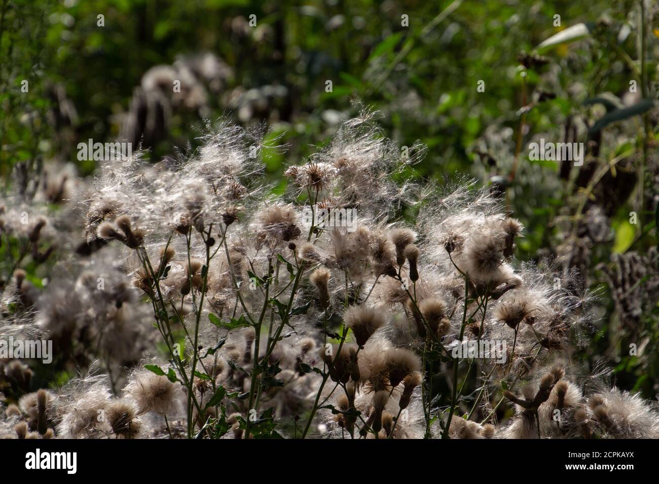 Primo piano di semi di un cardo strisciante, chiamato anche Arvense Cirsium o Acker Kratzdistel Foto Stock