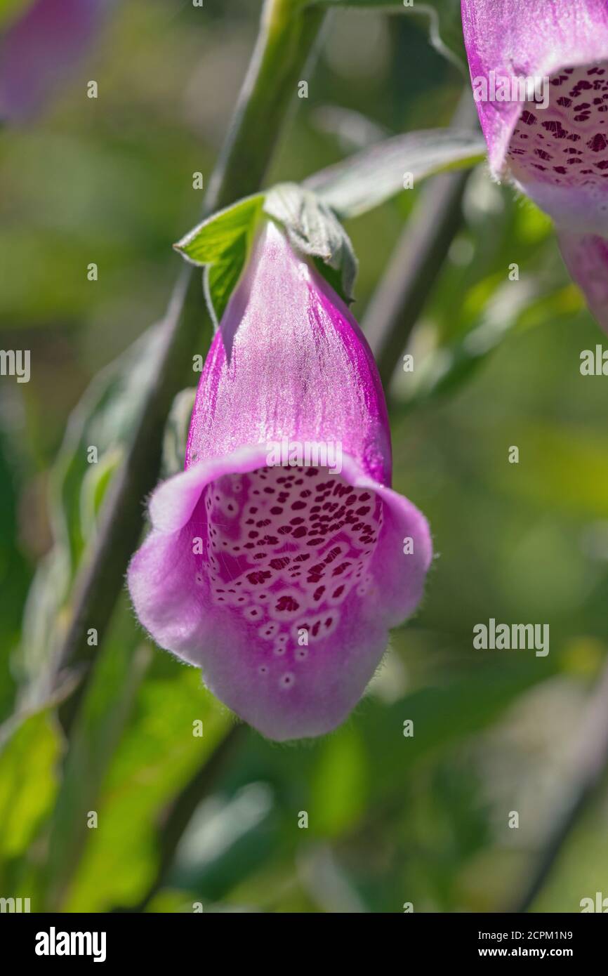 Guanto di protezione (Digitalis purpurea). Singolo, verticale, stelo, primo piano, testa di un fiore a forma di tromba. Un invito a lunghi insetti di probossi, ad esempio bum Foto Stock