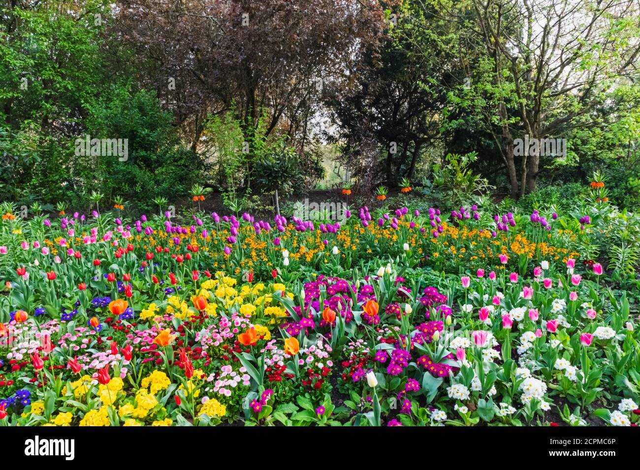 Inghilterra, Londra, Westminster, St.James's, St.James's Park, Spring Flowers in Bloom Foto Stock