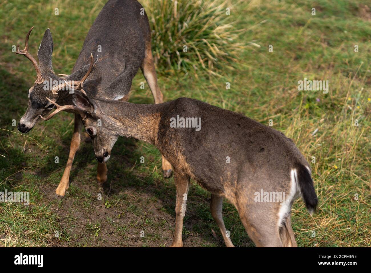 Cervi dalla coda bianca spilla gli antlers di bloccaggio. Oregon, Ashland, Cascade Siskiyou National Monument, autunno Foto Stock