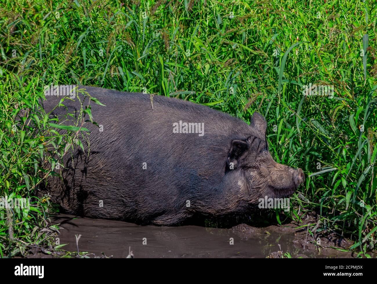 Grande grasso di maiale marrone sporco rilassarsi in un fango puddle sul prato in una fattoria. Animale domestico. Foto Stock