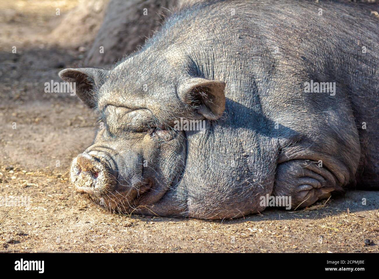 Grande grasso di maiale marrone sporco dormire e rilassarsi, godendo il tempo caldo in una fattoria. Animale domestico. Foto Stock