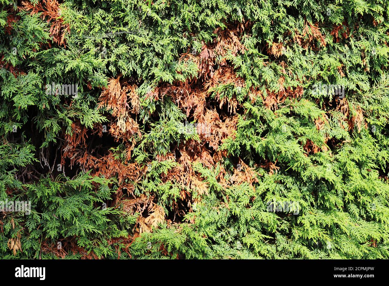 Conifer Garden Hedge Foto Stock