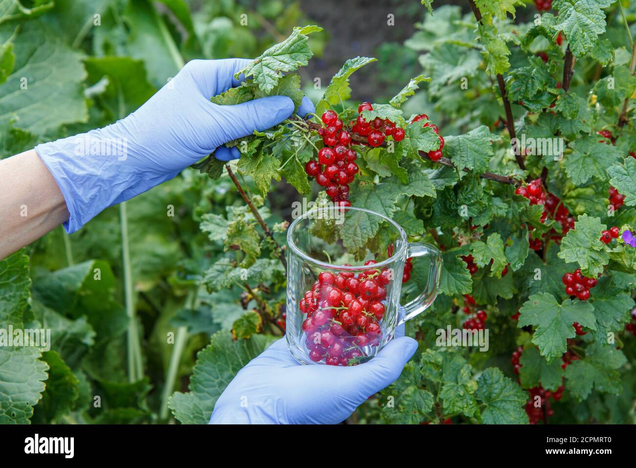 Donna in guanti in nitrile sta raccogliendo ribes rosso in giardino in una giornata estiva. Foto Stock