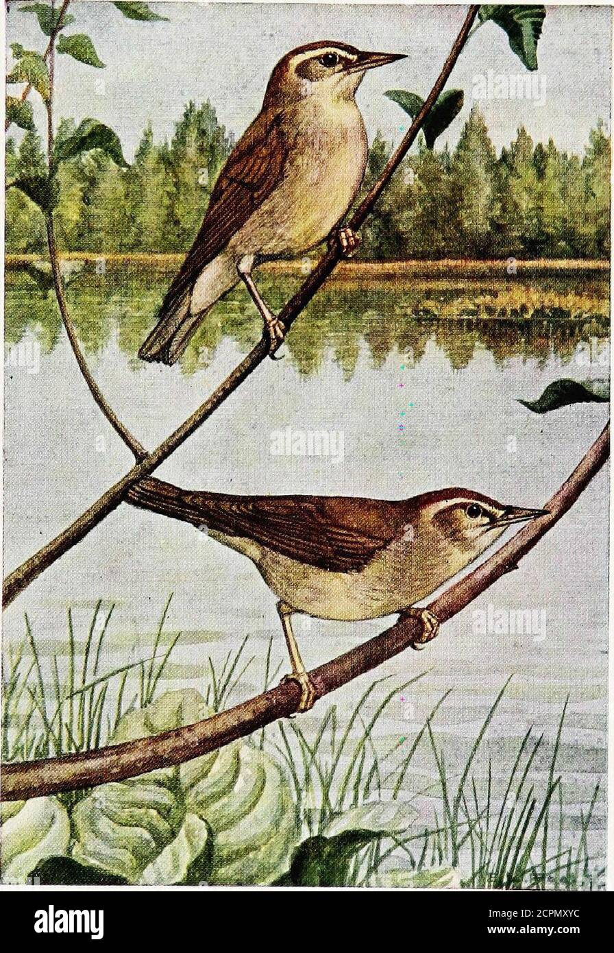 . Gli uccelli di Virginia . in una cavità in un orstimip di log morto, a pochi metri sopra l'acqua, composto da foglie secche, muschio, e erbe. Le uova sono cremose-bianche, sjottate con rossastro-marrone, lavanda, o castagno, quattro numeri, e misura .T2x.55. Uova di tresh 10 maggio a 204. Senza dubbio alzano due ruscelli una stagione. La migrazione verso nord ci raggiungono intorno al mese di aprile, e partono verso sud la prima settimana di agosto. Gli stagni o laghi nella nostra sezione raramente hanno più di due o tre coppie di allevamento in o intorno a loro, così theirfood, costituito da caterpillars, formiche, larve, e otherinsects ta Foto Stock