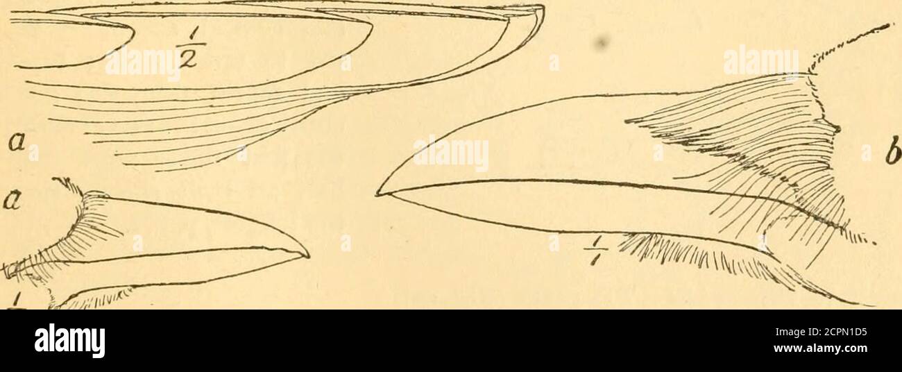 . Manuale degli uccelli del Nord America orientale, con le chiavi alle specie e le descrizioni dei loro piumaggi, nidi e uova .. . Fig. 43.. Fig. 44. Famiglia 3. Corvidm. - Crows e Jays (Fig. 44). Uccelli di grandi dimensioni, di lunghezza superiore a 10-00 cm; becco stout, le narici occultate da tuftsof piume bremente; dal quarto al quinto primary il più lungo, il primo circa mezzo lungo; coda-piume più corto; piedi e gambe stout, pag. 253. 52 CHIAVE PER LE FAMIGLIE. Foto Stock