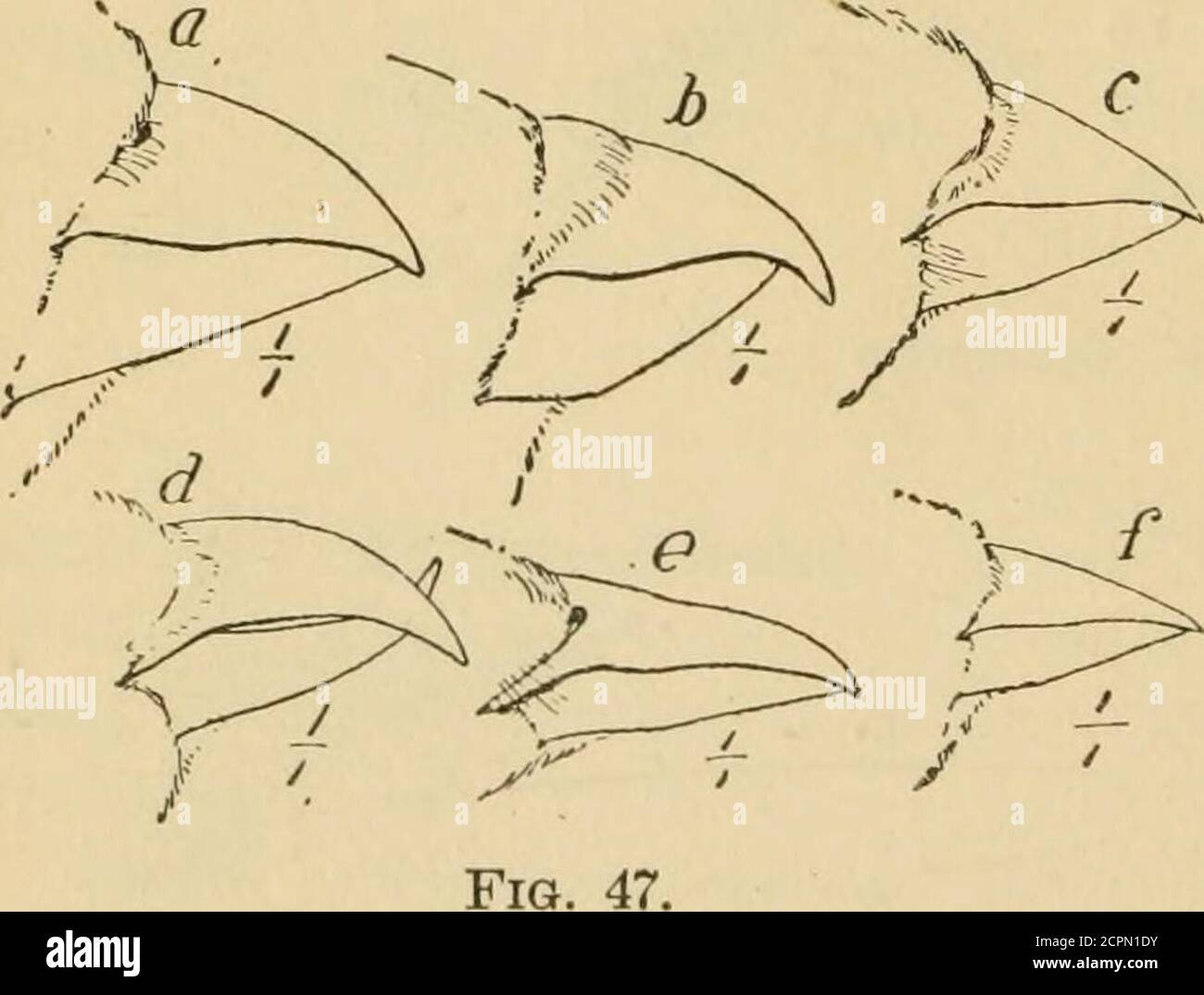 . Manuale degli uccelli del Nord America orientale, con le chiavi alle specie e le descrizioni dei loro piumaggi, nidi e uova .. . Fig. 46. Famiglia 5. Icteridce.: Blackbirds, Orioj^es, ecc. (fig. 46).lunghezza 700-1700; base della fattura, tra le narici, che si estende indietro e divide le piume della fronte; narici non celati dalle setole; primi tre primari di lunghezza circa uguale; coda-piume esternogeneralmente più corta, p. 260.. Famiglia 6. FringilUdce. - file di rondine, Finch, rondini di rondine, ecc. (fig. 47).lunghezza 4-75-9*00, generallyunder 8-00; becco corto, stout, conico, mirabilmente fit-t. Foto Stock