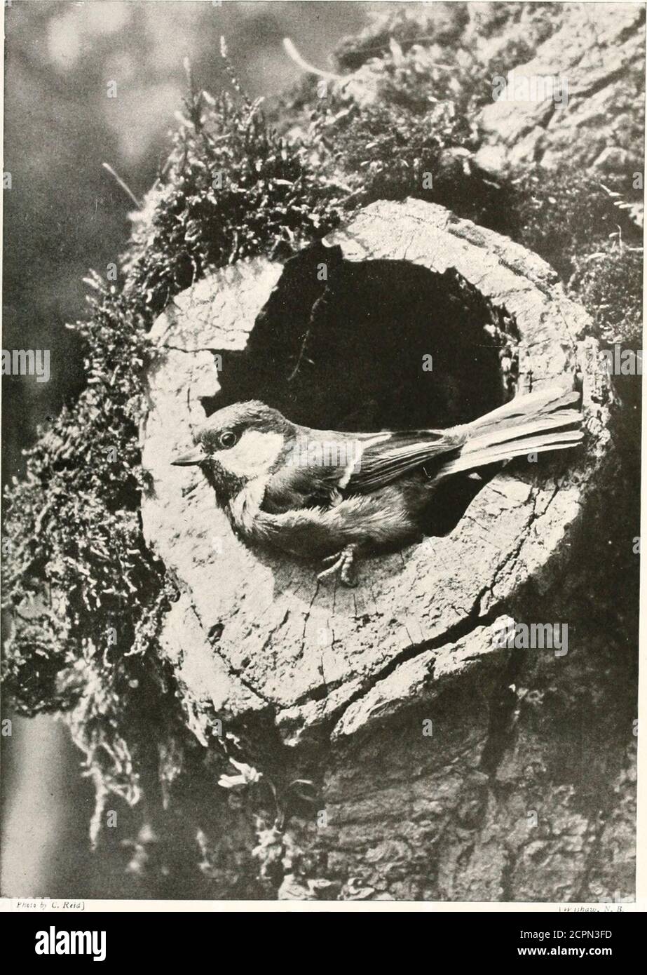 . Uccelli di altre terre, rettili, pesci, animali articolati e forme inferiori; . ew. È quando è impegnato in questa bella performance aerea, o Love-dance, che il wren dorato-crestato è visto al suo meglio. La creatura irrequieta, minuta, sobria, così difficile da vedere correttamente in altri momenti, diventa poi un oggetto cospicuo e superbettoloso; si avvolge su ali rapidamente vibranti, il corpo in posizione quasi verticale,ma la testa si è piegata bruscamente verso il basso, gli occhi essendo fissati sull'uccello sottostante, mentre l'ampio opencrest brilla al sole come una corona o scudo di fuoco 3ellow. Quando così hove Foto Stock
