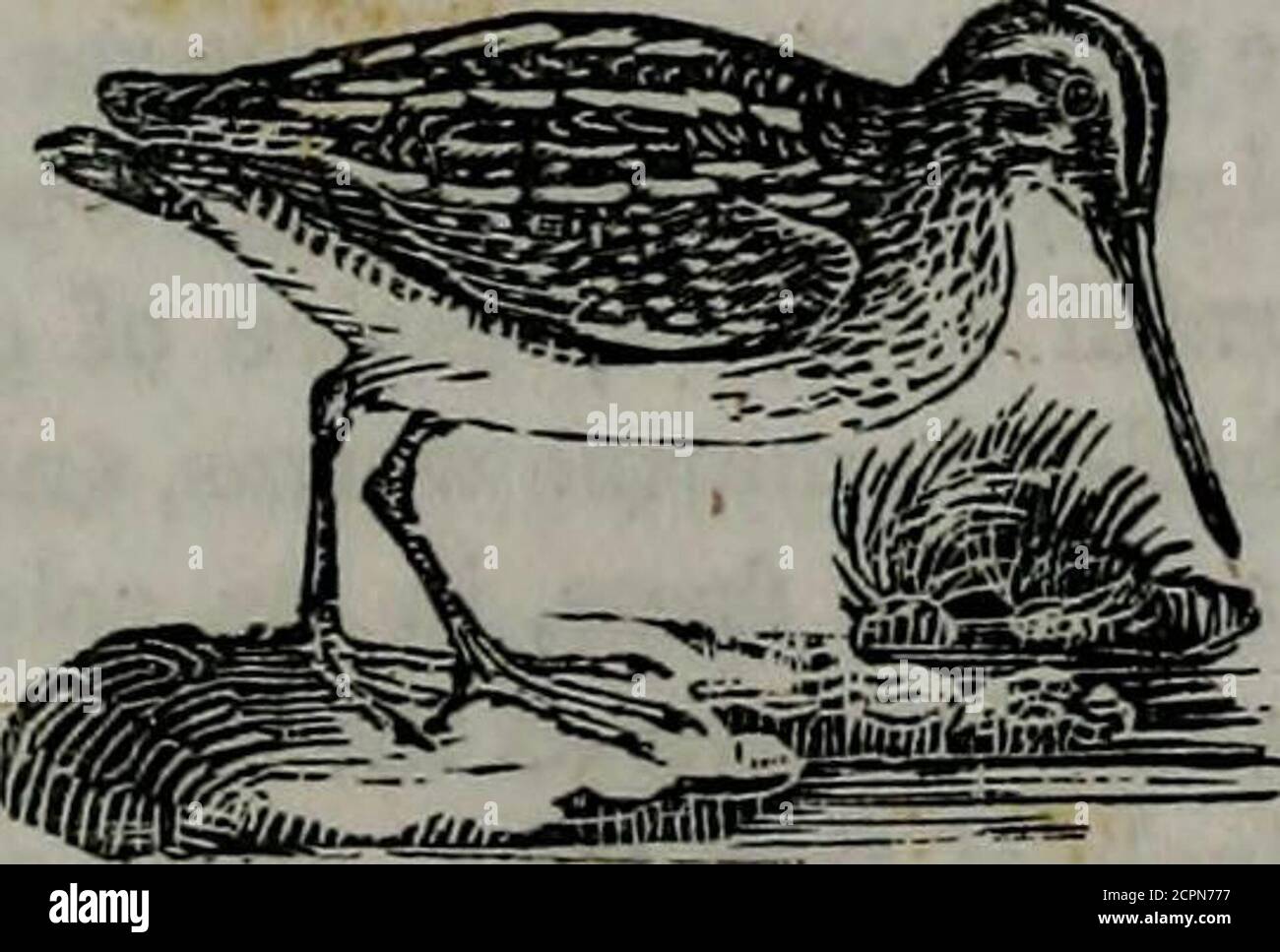 . La biblioteca del naturalista; contenente descrizioni scientifiche e popolari di uomo, quadrupidi, uccelli, pesci, rettili e insetti;. Fino al tramonto; in questi momenti si alza per una sorta di percorso a spirale ad un'altezza rispettabile nell'aria, a volte, un sussulto improvviso, fino ad avere guadagnato l'altezza più alta, si aggira intorno in un modo selvaggio e irregolare, facendo un suono sorto di mormorio, poi scende con rapidità mentre si alzava. Quando ha fatto la sua nota a terra, sembra farlo con difficoltà, gettando il hishead verso la terra, e spesso eiettando la sua coda. Il loro cibo con-sigs di Foto Stock