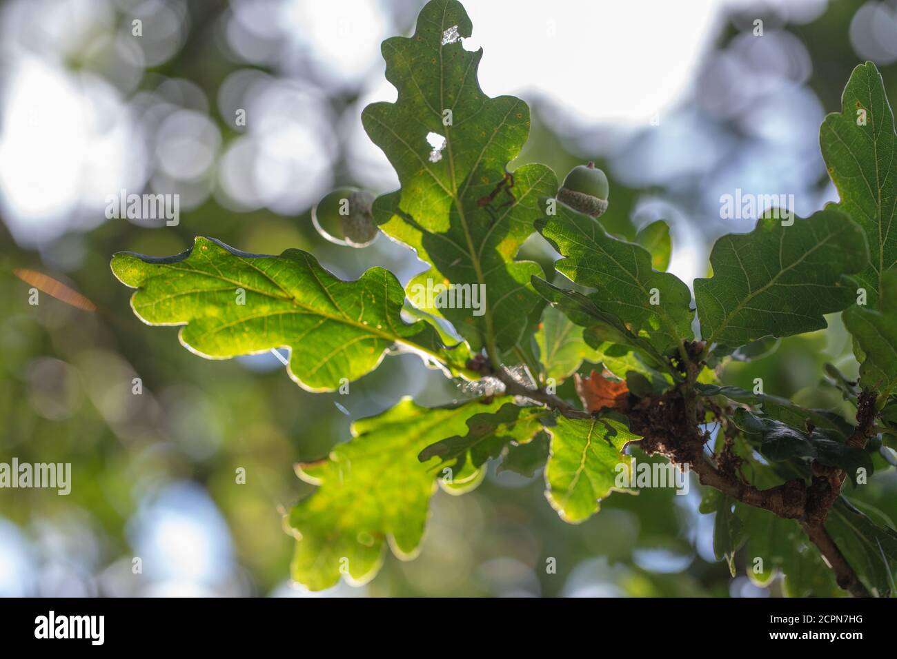Foglie, fogliame e Acorn. Frutti della quercia inglese (Quercus robur). Vista dal basso, guardando in alto attraverso i rami al cielo, contre jour ligg Foto Stock