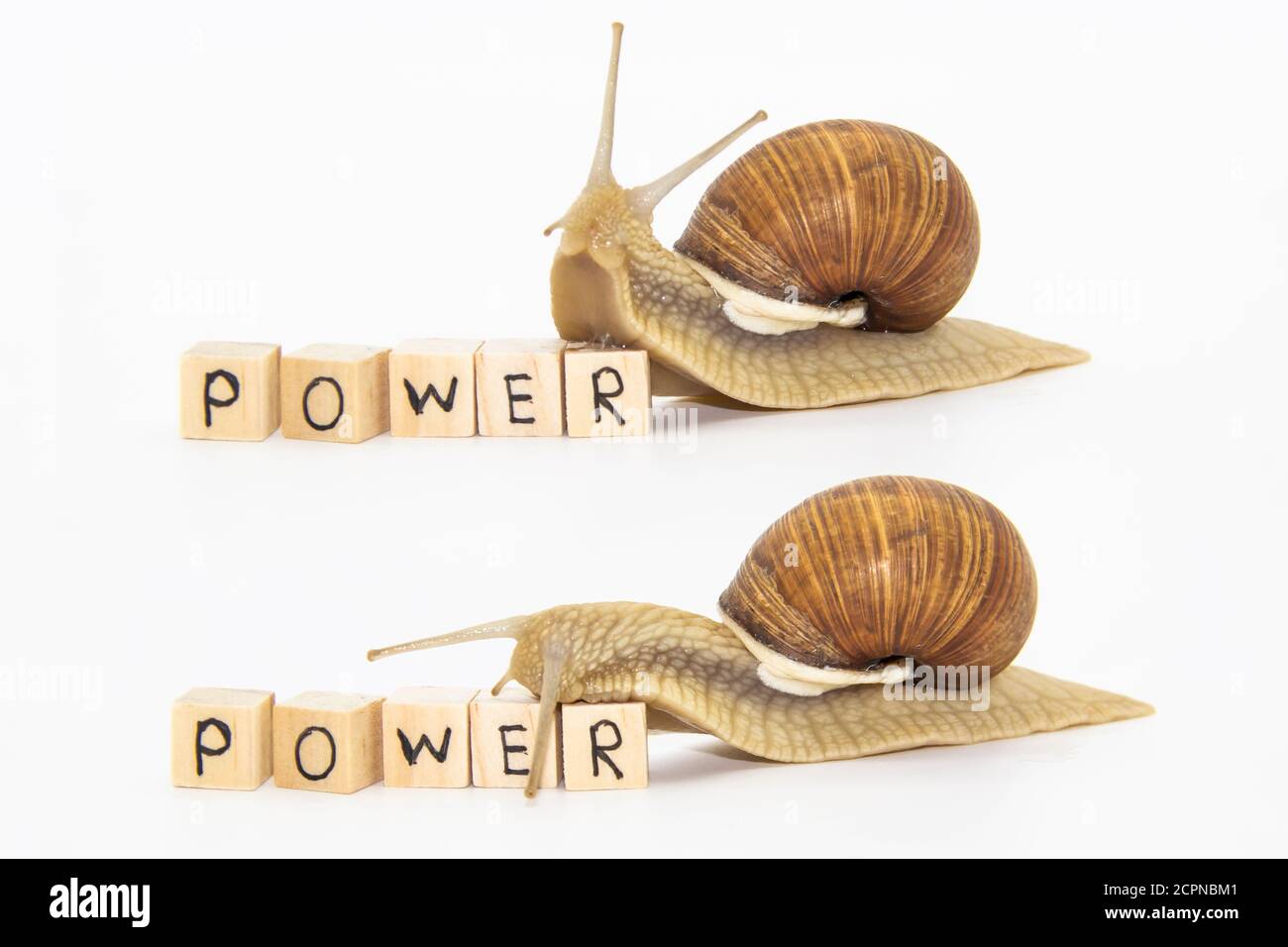 Insieme di varie posizioni di lumache d'uva isolate su sfondo bianco. Due belle lumache d'uva si muovono su cubetti di legno. Su cubi parole scritte POTERE Foto Stock