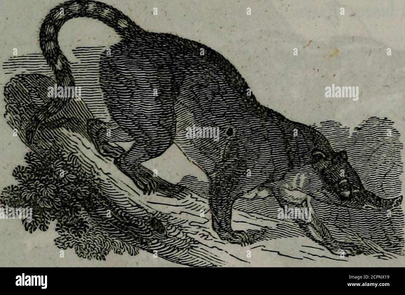 . La biblioteca del naturalista; che contiene descrizioni scientifiche e popolari di uomo, quadrupidi, uccelli, pesci, rettili e insetti; . ce del procione, whenpnraged, è molto singolare, a volte assomiglia al fischio di un riccio, e ad altri il rauca abbaiare di un vecchio cane. Quando è colpito da uno qualsiasi, o attaccato da un animale più forte di se stesso, non ha offerto resistenza; come il hedge-hog, ha nascosto la testa e le zampe, rotolando il suo corpo in forma di palla, e avrebbe subito la morte in quella posizione. Ho visto che non ha mai lasciato fieno né paglia nel suo letto, preferendo dormire sulle tavole; Foto Stock