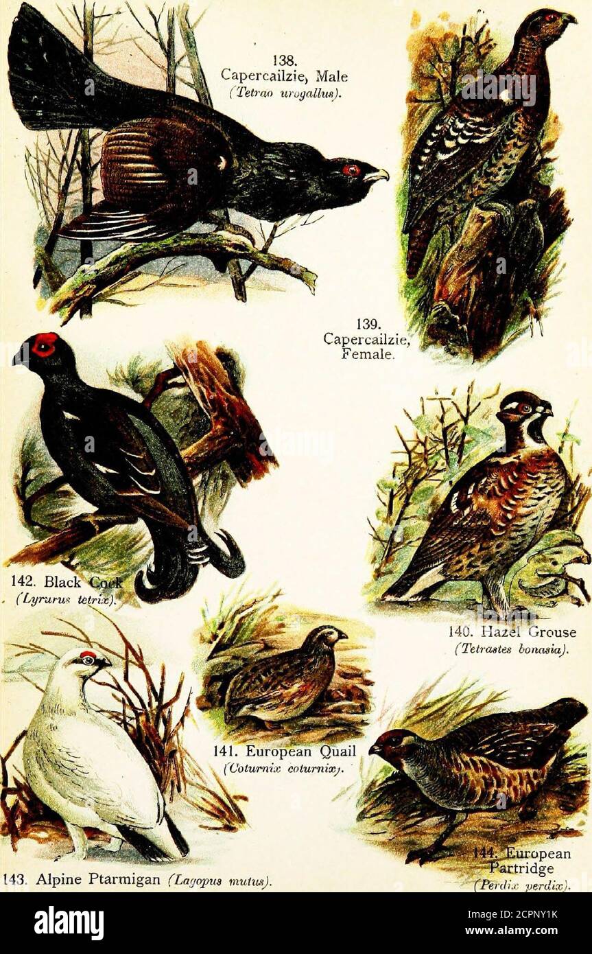 . Uccelli del mondo per i giovani . e Grouse e il Bobwhite, di cui ci sono molte varietà. Negli stati del nord il Grouse è chiamato Partridge; negli stati del sud lo stesso uccello è chiamato un fagiano. Il bianco di Bob del nord è conosciuto asQuail, mentre nel sud è denominato Partridge.but, come è stato detto, non ci sono Quaglie reali di Partridgesand in America. La Grouse Ruffed è un uccello grande, misurataquasi diciotto pollici di lunghezza, e la sua miscela di isa piumaggio di grigi, browns e buffs. Sul collo del maschio sono lunghe, piume porplish-nero capableof essere eretto. Questo è Foto Stock