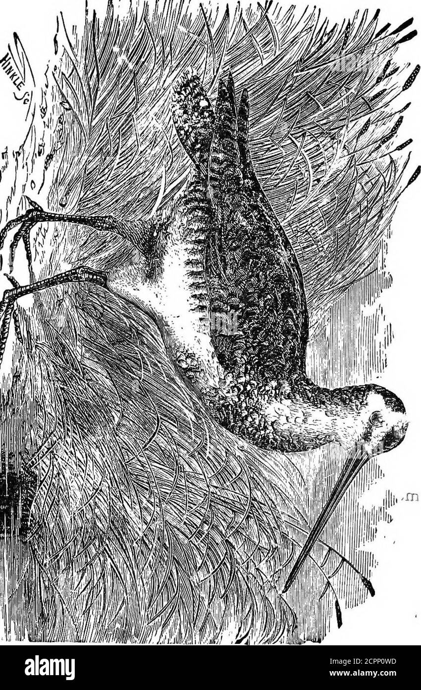 . I nostri uccelli nei loro grandini : un trattato popolare sugli uccelli del Nord America orientale . più grande, about1.90 X 1-32. Il nido può essere trovato dai confini settentrionali degli Stati Uniti a nord. Wilsons Snipe. Era la sera del 22 aprile 1880. Tutto il pomeriggio avevo sentito sparare armi nella palude selvaggia di Ton^ivanda. Mentre il crepuscolo si avvicinò e thefirii. Ufeased, l'aria si è resa risonante con il canto vernale di Wils/fns Snipe (Gallinago wilsoni). In ogni direzionegli uccelli potrebbero essere visti, descrivendo le loro curve a spirale ascendenti andso- che con quel battito nervoso della vittoria Foto Stock